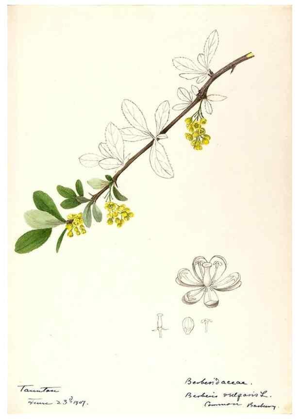 Reproducción/Reproduction 48788247892: [Water-color sketches of plants of North America and Europe]. . 