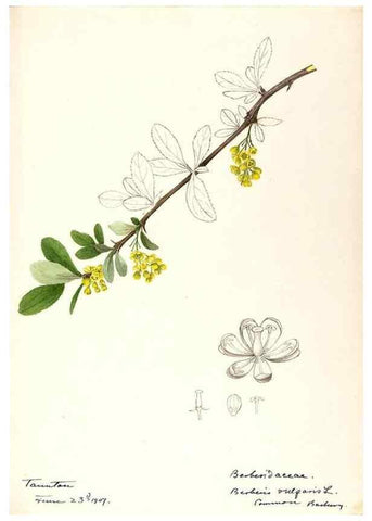 Reproducción/Reproduction 48788247892: [Water-color sketches of plants of North America and Europe]. . 