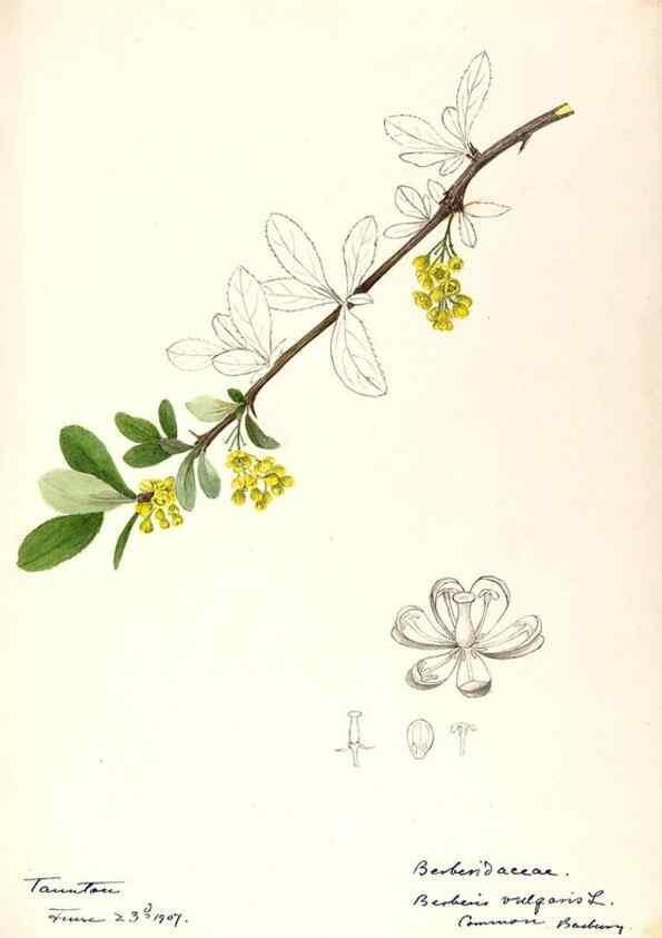 Reproducción/Reproduction 48788247892: [Water-color sketches of plants of North America and Europe]. . 
