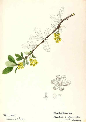 Reproducción/Reproduction 48788247892: [Water-color sketches of plants of North America and Europe]. . 