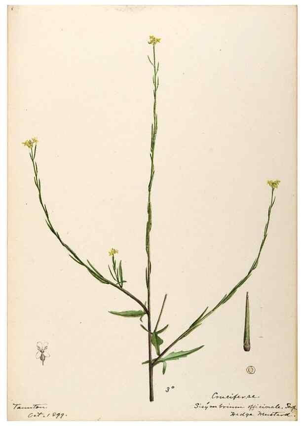 Reproducción/Reproduction 48788230206: [Water-color sketches of plants of North America and Europe]. . 