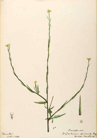Reproducción/Reproduction 48788230206: [Water-color sketches of plants of North America and Europe]. . 