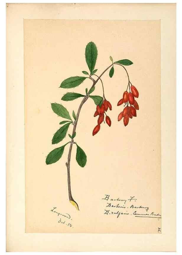 Reproducción/Reproduction 48787737938: [Water-color sketches of plants of North America and Europe]. . 