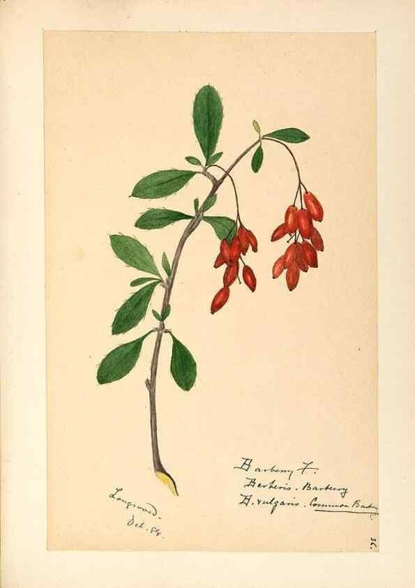 Reproducción/Reproduction 48787737938: [Water-color sketches of plants of North America and Europe]. . 