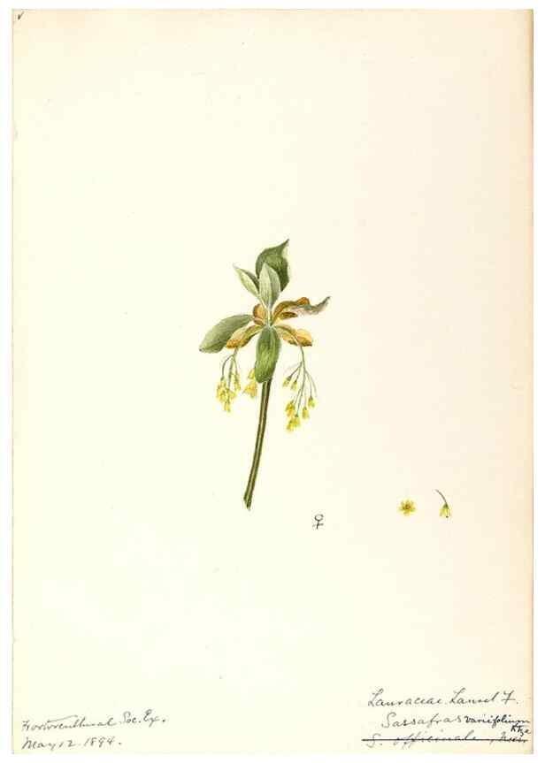 Reproducción/Reproduction 48788102871: [Water-color sketches of plants of North America and Europe]. . 