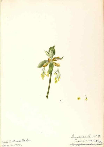 Reproducción/Reproduction 48788102871: [Water-color sketches of plants of North America and Europe]. . 
