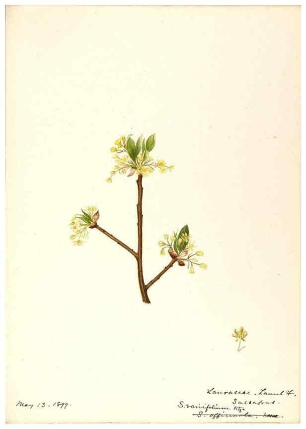Reproducción/Reproduction 48788249182: [Water-color sketches of plants of North America and Europe]. . 