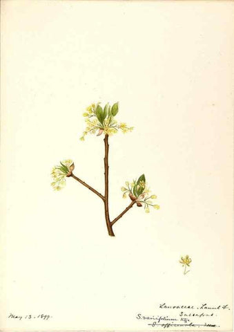 Reproducción/Reproduction 48788249182: [Water-color sketches of plants of North America and Europe]. . 