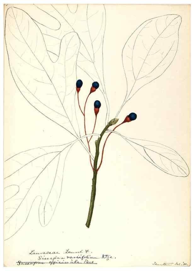 Reproducción/Reproduction 48787739218: [Water-color sketches of plants of North America and Europe]. . 