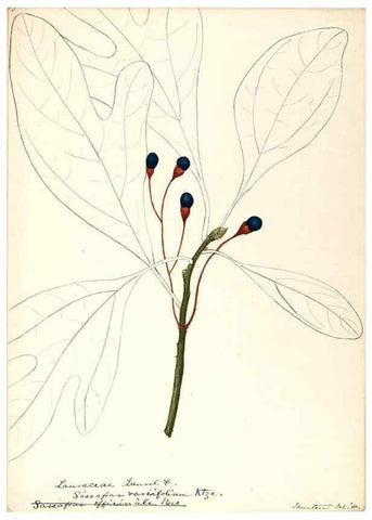 Reproducción/Reproduction 48787739218: [Water-color sketches of plants of North America and Europe]. . 