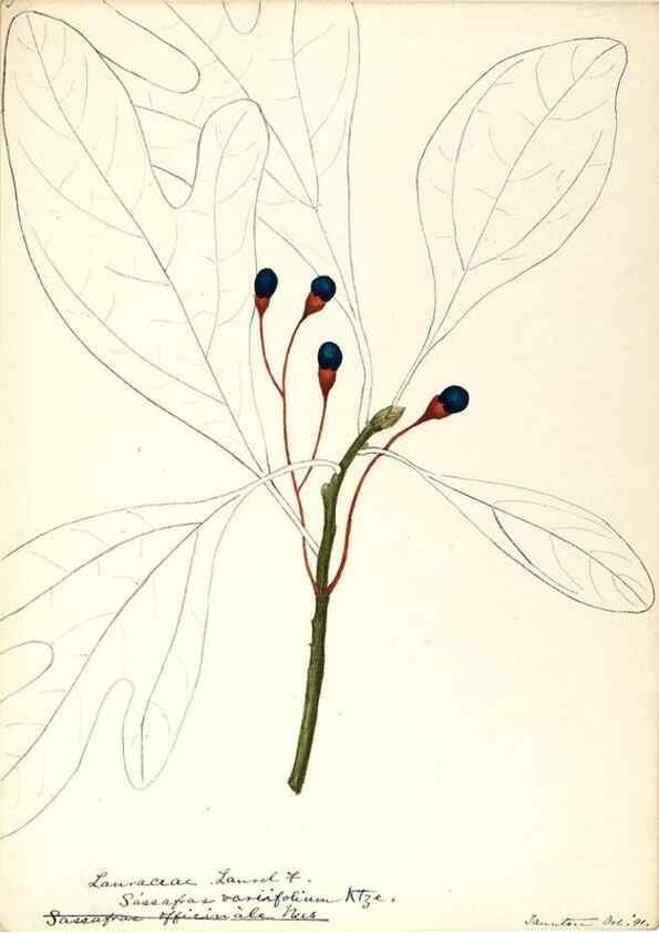 Reproducción/Reproduction 48787739218: [Water-color sketches of plants of North America and Europe]. . 