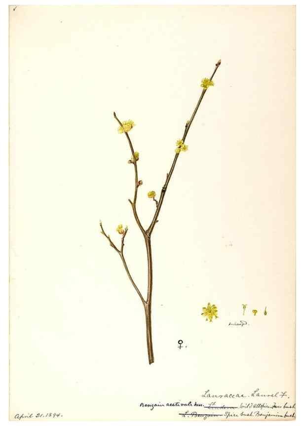 Reproducción/Reproduction 48788249787: [Water-color sketches of plants of North America and Europe]. . 