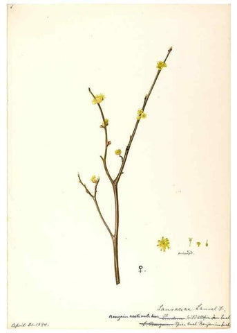 Reproducción/Reproduction 48788249787: [Water-color sketches of plants of North America and Europe]. . 