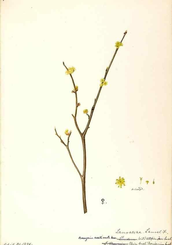 Reproducción/Reproduction 48788249787: [Water-color sketches of plants of North America and Europe]. . 