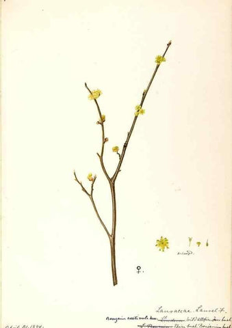 Reproducción/Reproduction 48788249787: [Water-color sketches of plants of North America and Europe]. . 