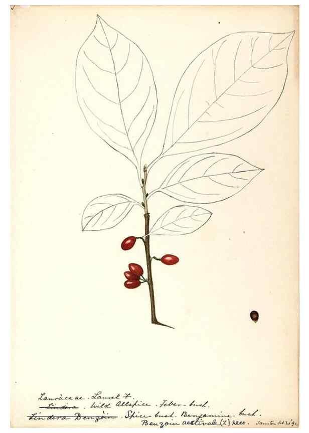 Reproducción/Reproduction 48788250127: [Water-color sketches of plants of North America and Europe]. . 
