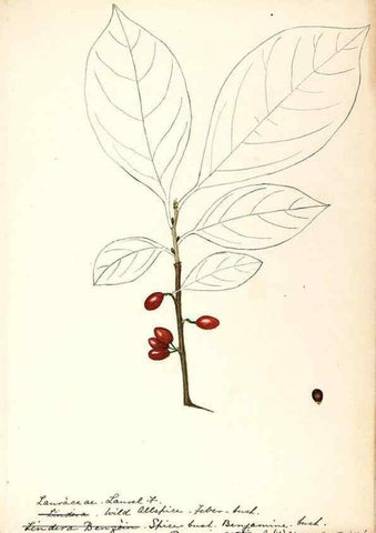Reproducción/Reproduction 48788250127: [Water-color sketches of plants of North America and Europe]. . 