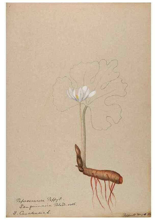 Reproducción/Reproduction 48787857268: [Water-color sketches of plants of North America and Europe]. . 