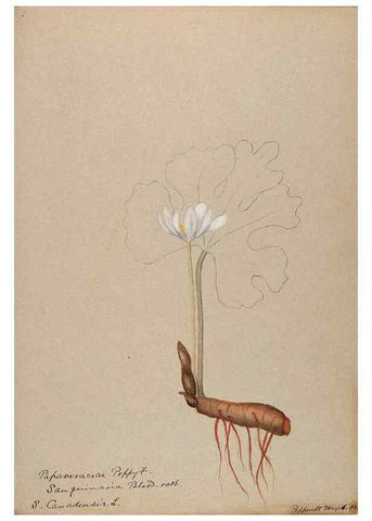 Reproducción/Reproduction 48787857268: [Water-color sketches of plants of North America and Europe]. . 