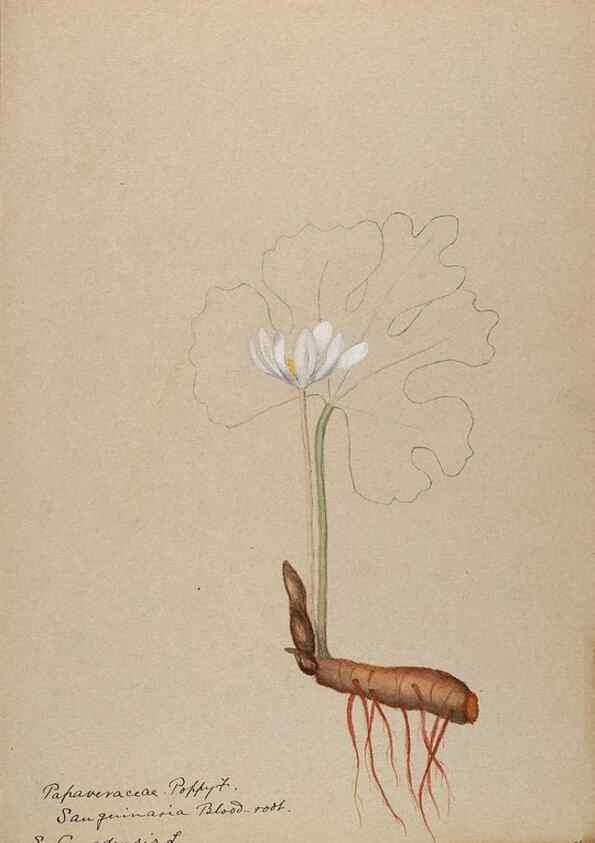Reproducción/Reproduction 48787857268: [Water-color sketches of plants of North America and Europe]. . 