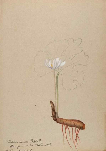 Reproducción/Reproduction 48787857268: [Water-color sketches of plants of North America and Europe]. . 