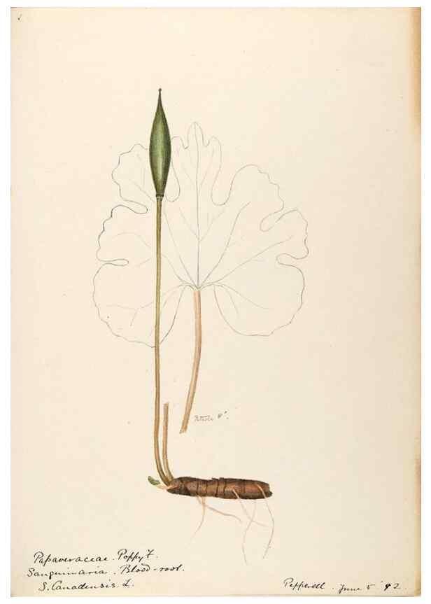 Reproducción/Reproduction 48788220766: [Water-color sketches of plants of North America and Europe]. . 