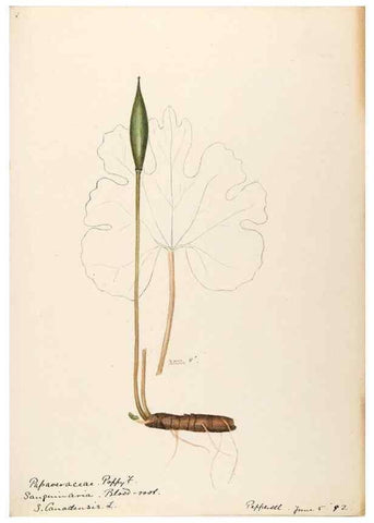 Reproducción/Reproduction 48788220766: [Water-color sketches of plants of North America and Europe]. . 