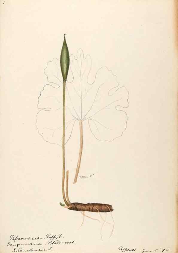 Reproducción/Reproduction 48788220766: [Water-color sketches of plants of North America and Europe]. . 