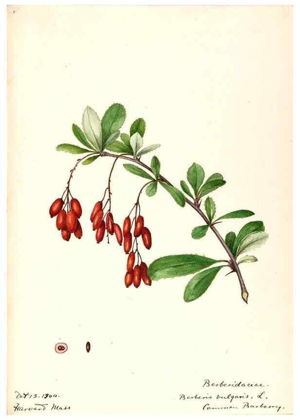 Reproducción/Reproduction 48787738328: [Water-color sketches of plants of North America and Europe]. . 