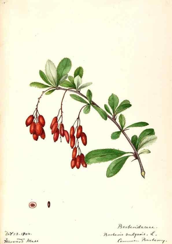 Reproducción/Reproduction 48787738328: [Water-color sketches of plants of North America and Europe]. . 