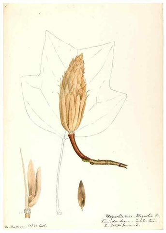 Reproducción/Reproduction 48788245207: [Water-color sketches of plants of North America and Europe]. . 
