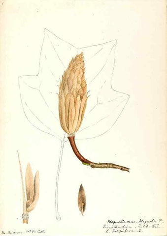 Reproducción/Reproduction 48788245207: [Water-color sketches of plants of North America and Europe]. . 