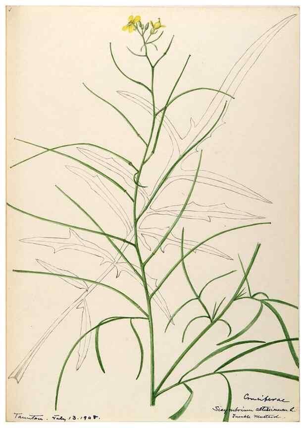 Reproducción/Reproduction 48787867868: [Water-color sketches of plants of North America and Europe]. . 