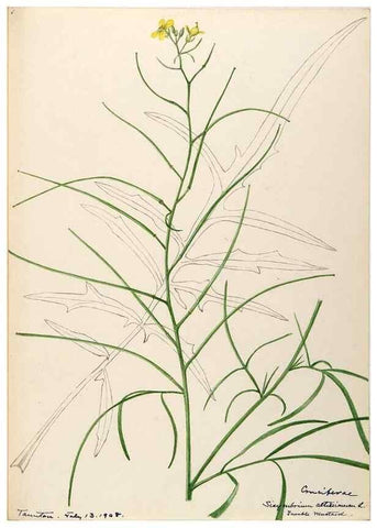 Reproducción/Reproduction 48787867868: [Water-color sketches of plants of North America and Europe]. . 
