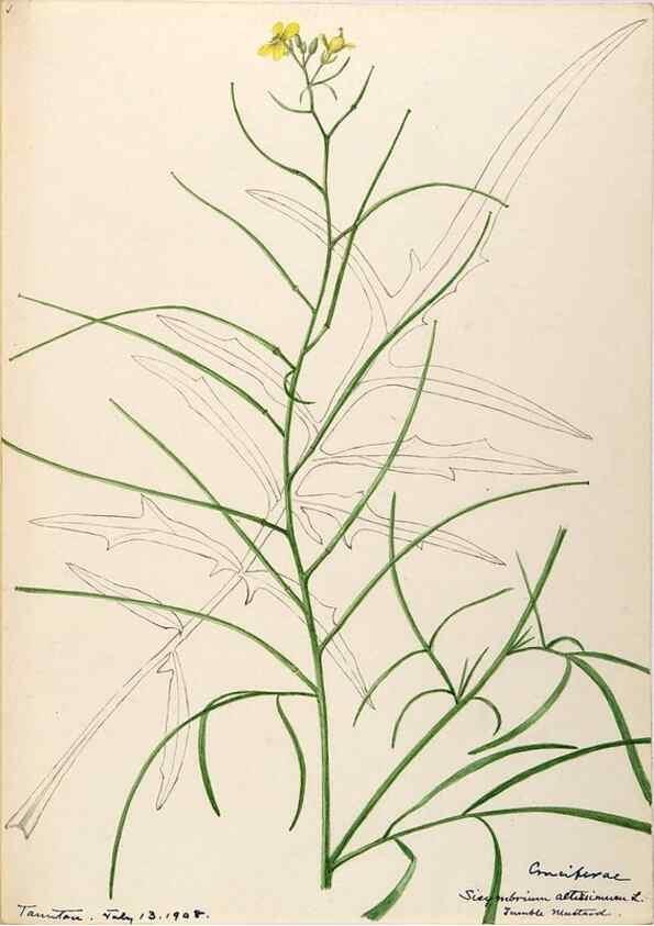 Reproducción/Reproduction 48787867868: [Water-color sketches of plants of North America and Europe]. . 