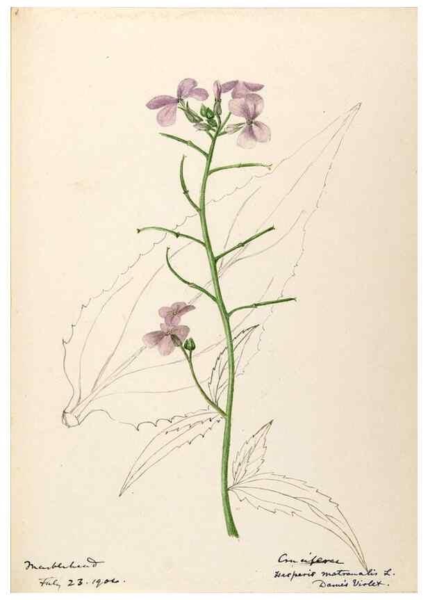 Reproducción/Reproduction 48788345658: [Water-color sketches of plants of North America and Europe]. . 