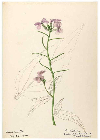 Reproducción/Reproduction 48788345658: [Water-color sketches of plants of North America and Europe]. . 