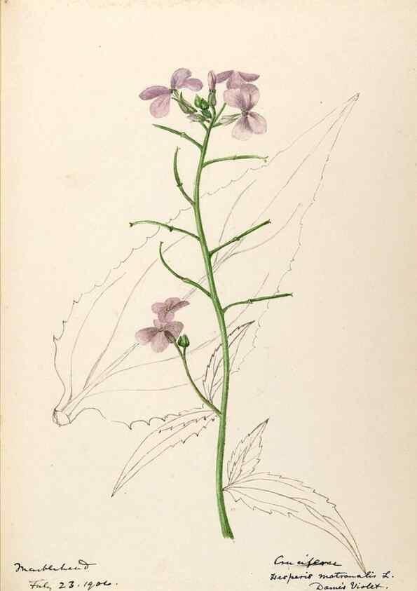 Reproducción/Reproduction 48788345658: [Water-color sketches of plants of North America and Europe]. . 