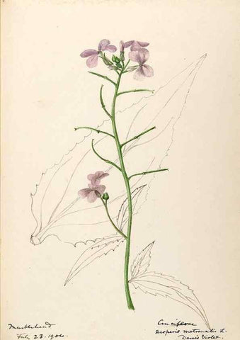 Reproducción/Reproduction 48788345658: [Water-color sketches of plants of North America and Europe]. . 