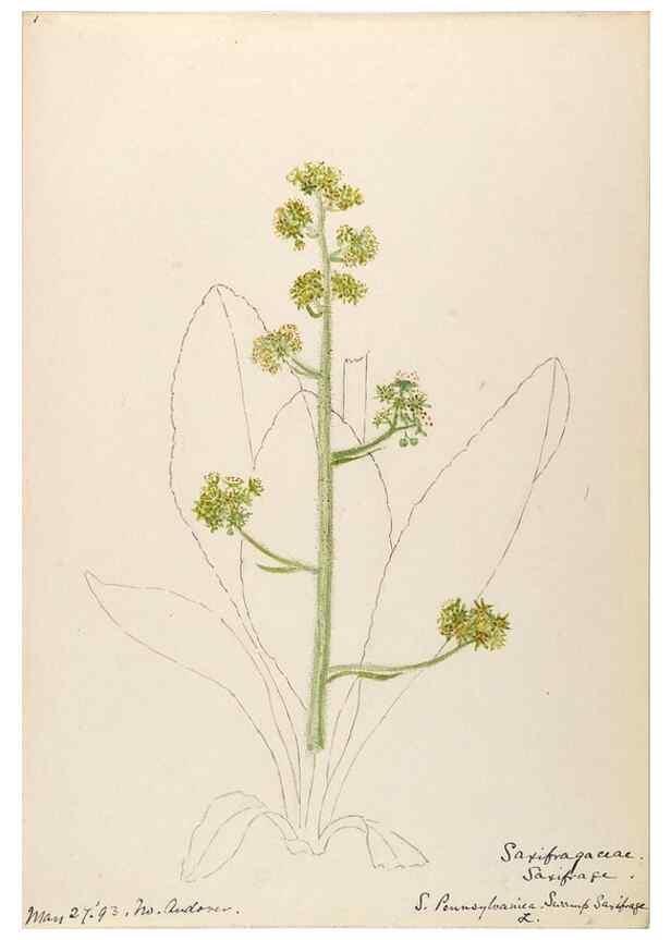 Reproducción/Reproduction 48788859637: [Water-color sketches of plants of North America and Europe]. . 