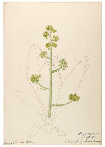 Reproducción/Reproduction 48788859637: [Water-color sketches of plants of North America and Europe]. . 