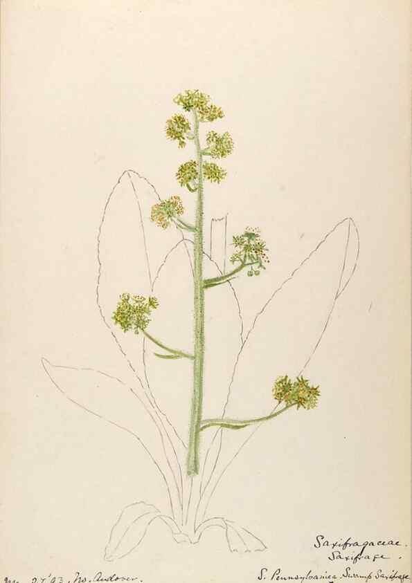 Reproducción/Reproduction 48788859637: [Water-color sketches of plants of North America and Europe]. . 
