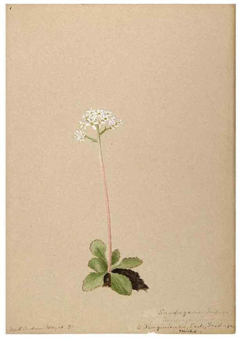 Reproducción/Reproduction 48788715621: [Water-color sketches of plants of North America and Europe]. . 