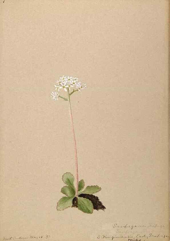 Reproducción/Reproduction 48788715621: [Water-color sketches of plants of North America and Europe]. . 