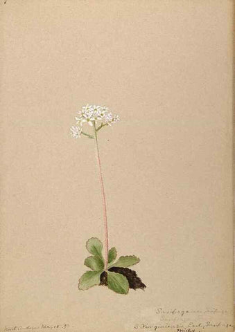 Reproducción/Reproduction 48788715621: [Water-color sketches of plants of North America and Europe]. . 