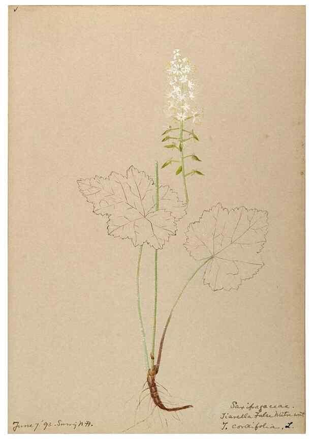 Reproducción/Reproduction 48788355133: [Water-color sketches of plants of North America and Europe]. . 