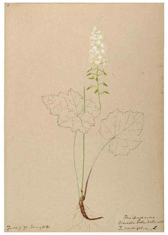 Reproducción/Reproduction 48788355133: [Water-color sketches of plants of North America and Europe]. . 