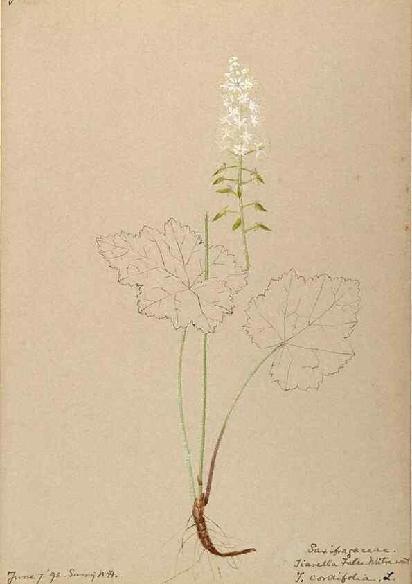 Reproducción/Reproduction 48788355133: [Water-color sketches of plants of North America and Europe]. . 