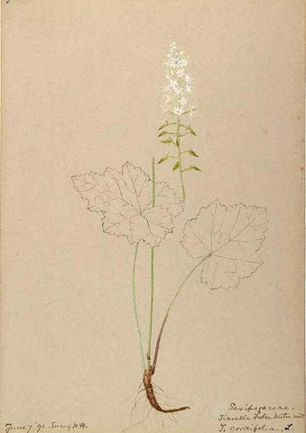 Reproducción/Reproduction 48788355133: [Water-color sketches of plants of North America and Europe]. . 