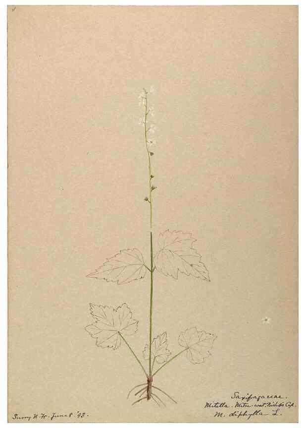 Reproducción/Reproduction 48788716331: [Water-color sketches of plants of North America and Europe]. . 